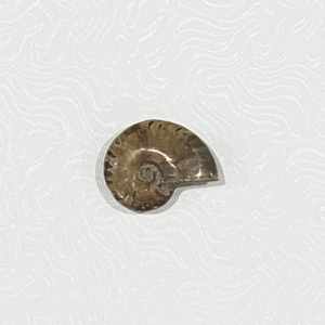 ammonite_specimen