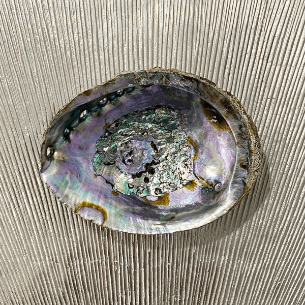 abalone_shell