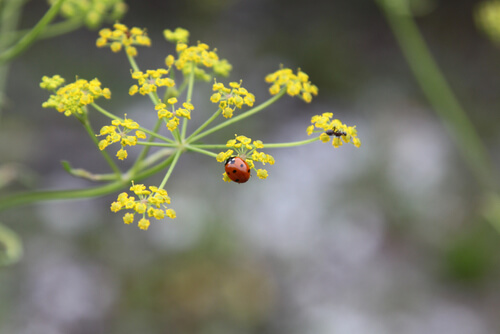Ladybug as a spirit sign